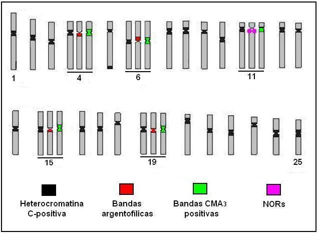 com sonda de DNAr 45S, o qual mostrou-se também rico em pares de bases GC, Mitramicina A3-positivo.