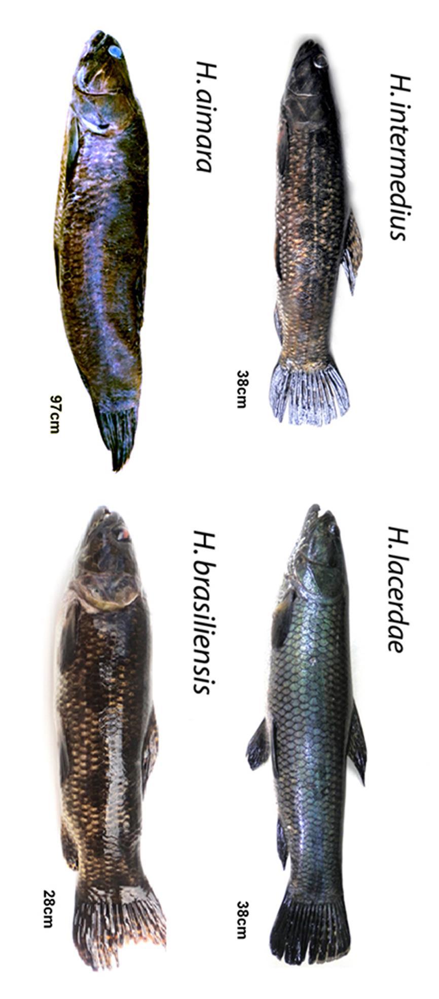 Figura 4: Fotos das espécies de