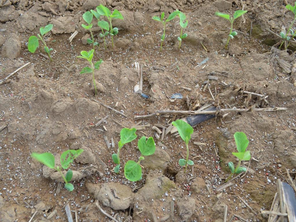 Qual o objetivo desta adubação? 1. Soja segunda safra (ausência de plano de cultivo) 2. Solo compactado 3.