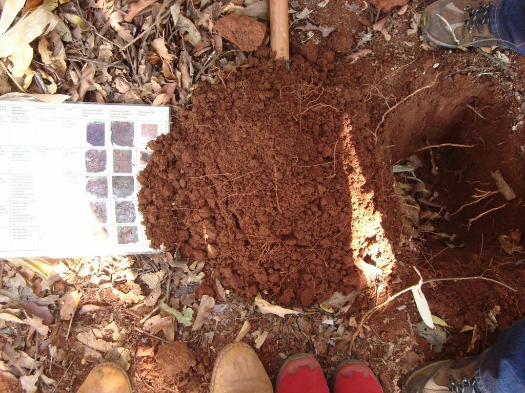 Efeito do cultivo nas condições físicas do solo Aspecto físico da