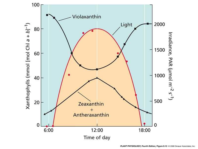 As plantas podem dissiparem luz absorvida em excesso por meio do ciclo das xantofilas A zeaxantina é a