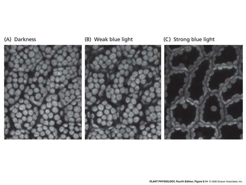 Distribuição dos cloroplastos em células fotossintéticas de Lemna Meio alternativo para reduzir o excesso de luz movimentação dos