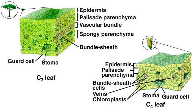 Plantas C3 e Plantas C4 Epiderme Parênquima paliçada Feixe vascular Parênquima lacunar Células guarda Estoma Folha C3 Epiderme Células do mesófilo Células da bainha do feixe Feixe vascular