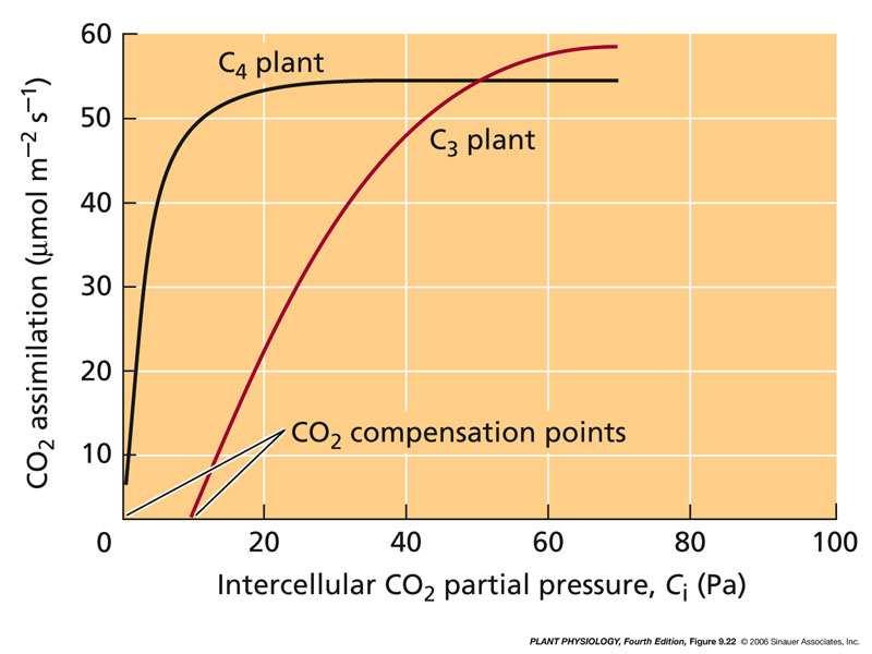 - Nas plantas C4, a taxa fotossíntética fica saturada para concentrações de CO2 baixas devido a terem mecanismos de concentração de CO2 -Nas plantas C3, um aumento gradual da CO2 intracelular vai