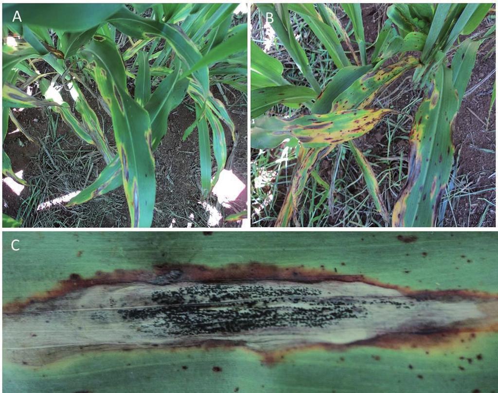 2 Mancha-de-ramulispora em Sorgo Foto: Dagma Dionísia da Silva Figura 1. Sintomas de mancha-de-ramulispora em sorgo. A. Lesões características da doença nas folhas baixeiras de sorgo. B.