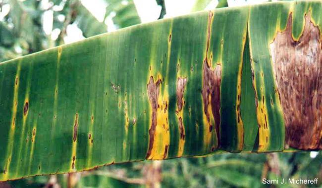 Sigatoka amarela (Mycosphaerella musicola ) Sintomas: -Estrias amarelo-claras na face superior da folha.