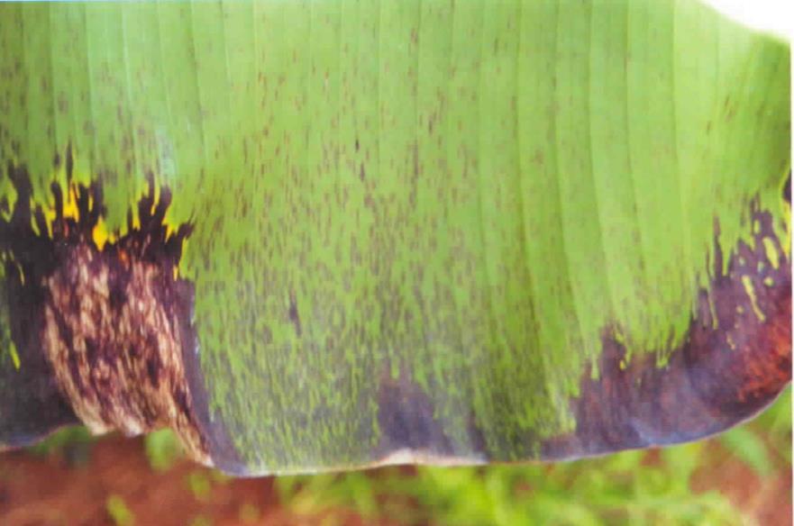 Sigatoka negra Mycosphaerella fijiensis Sintomas: -Estrias