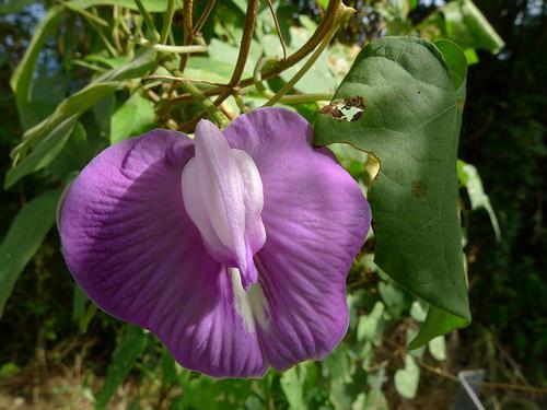 HINÁRIO A ARCA DE NOÉ Tema 2012: Flora Brasileira