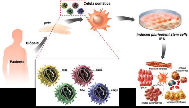 O que são as células-tronco induzidas?