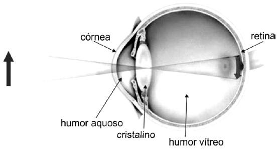 (UNESP-SP) Uma câmara fotográfica rudimentar utiliza uma lente convergente de distância focal f = 50 mm para focalizar e projetar a imagem de um objeto sobre o filme.