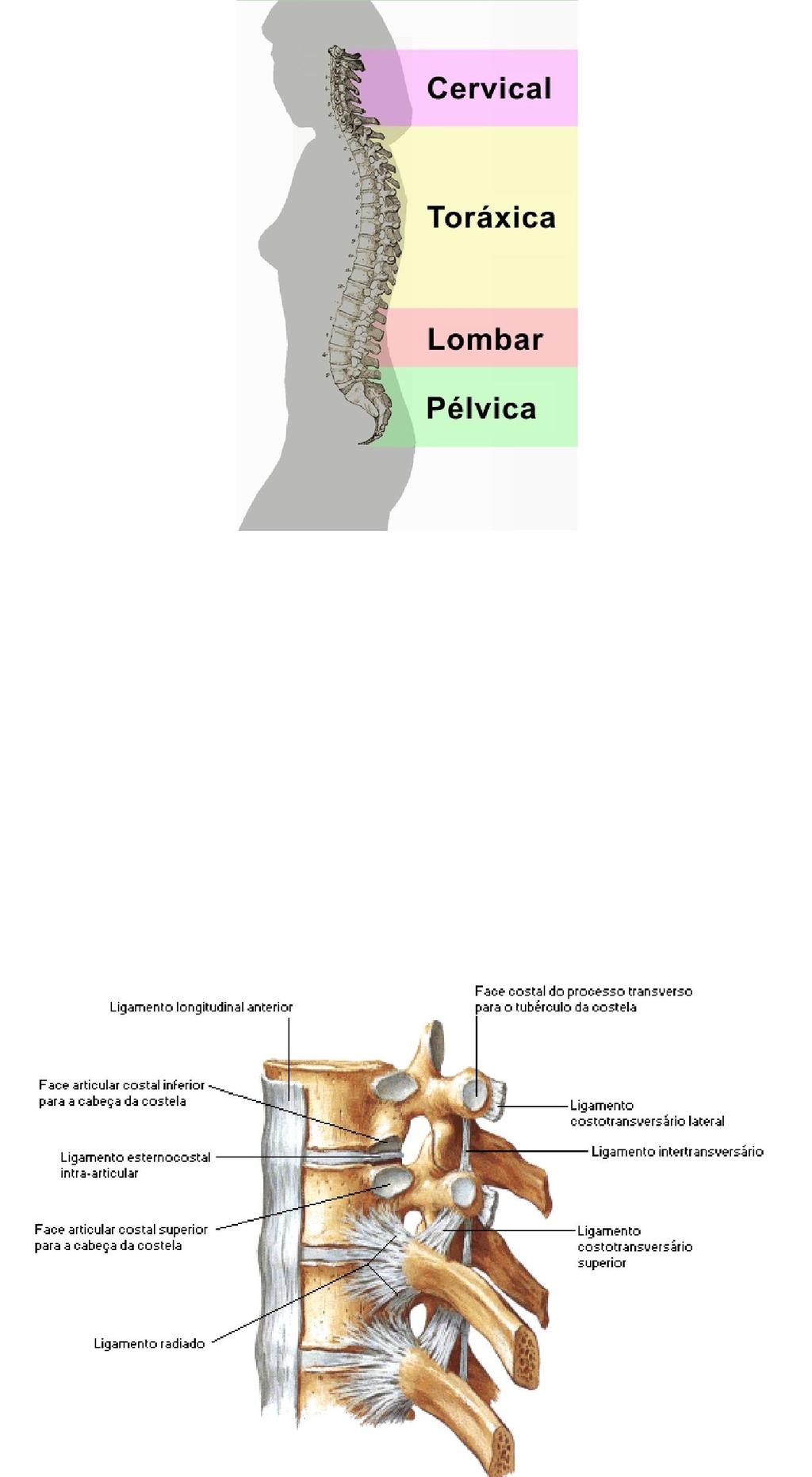 3 disco apresenta três partes: o anel fibroso, o núcleo pulposo e as placas terminais cartilaginosas. Fonte: http://laclinfisioterapia.blogspot.com.br/2012/08/anatomia-da-coluna.