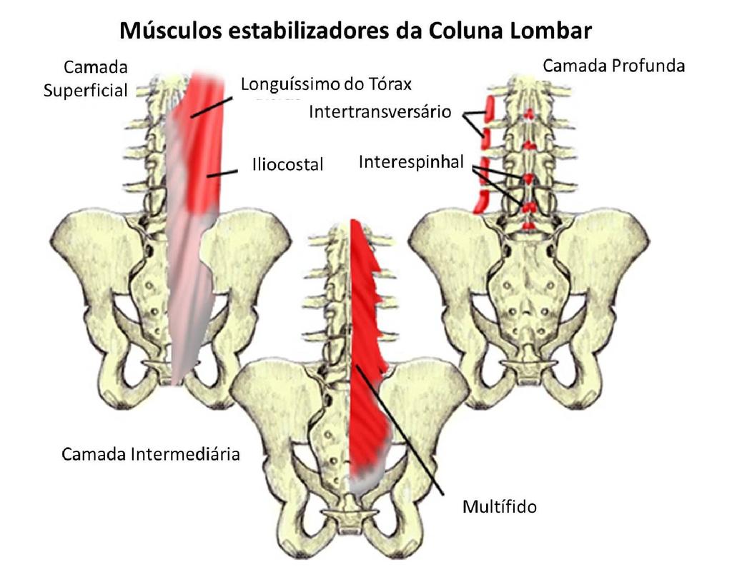 4 De acordo com Gouveia e Gouveia (2008), os músculos do tronco são divididos em dois grupos: os músculos profundos, que são os oblíquos internos, o transverso abdominal e os multífidos; e os