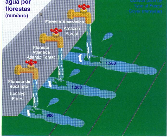 ASPECTOS AMBIENTAIS DAS FLORESTAS PLANTADAS Paradigmas sobre Florestas Plantadas Consumo de Água ATIVIDADE Batata Milho Cana-de-açúcar Feijão Trigo Cerrado Eucalipto Boi