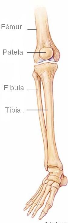 1.2.2. Osteologia da Perna O esqueleto da perna [Figura 9] é constituído por dois ossos, a tíbia do lado interno e a fíbula, do lado externo, encontrando-se estes ossos separados pelo espaço