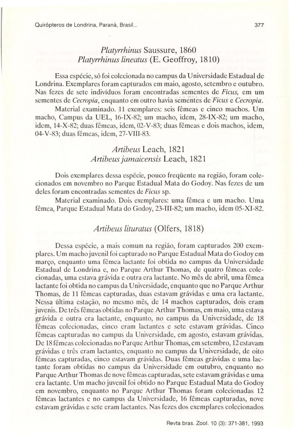 Quir6pteros de Londrina, Paraná, Brasil... 377 Platyrrhinus Saussure, 1860 Platyrrhinus lineatus (E. Geoffroy, 1810) Essa espécie, só foi colecionada no campus da Universidade Estadual de Londrina.