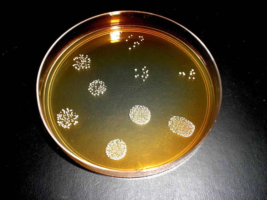 53 Figura 2 - Microplaqueamento em Gotas contendo 3 repetições de cada diluição seriada para uma única amostra (10 4, 10 5 e 10 6 ) 3.3.2 nálises de açúcares, glicerol e manitol mediante HPE