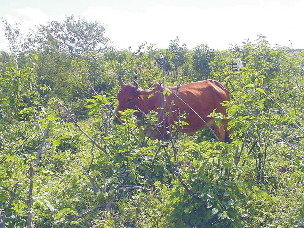 Ministério da Agricultura, Pecuária e Abastecimento 65 ISSN1516-1641 ISSN 1517-1981 Outubro,