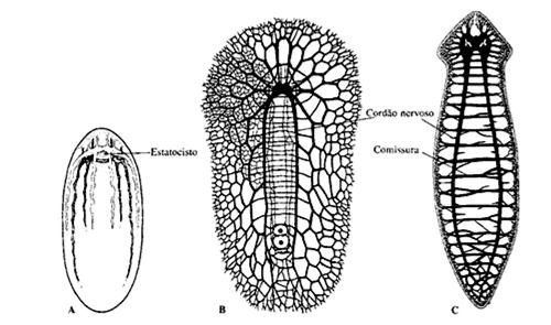 Filo Cnidaria Filo Platyhelminthes Condução multipolar do impulso Estruturas sensoriais radiais Medusas: rede nervosa + anéis nervosos e gânglios Célula sensorial passando pela ectoderma.