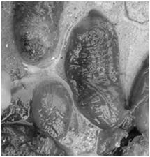 Gastropoda, etc Uso de cílios filtradores