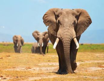 Descubra a beleza das paisagens tipicamente africanas através duma viagem ao Quénia e à Tanzânia, não deixando também de se deslumbrar com o reino animal que povoa estas paisagens.