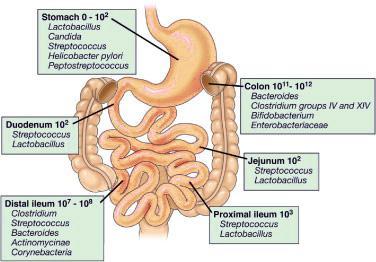 enterobactérias, enterococos e lactobacilos (Tannock, 1995; Macpherson and Harris, 2004; Tlaskalová-Hogenová et al., 2004). Figura 1.