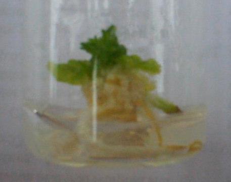 Figura 8. Segmento nodal de porongo após 20 dias de cultivado in vitro em meio MS com adição de vitaminas Fuji para a indução de calogênese. Santa Maria, RS, 2004.