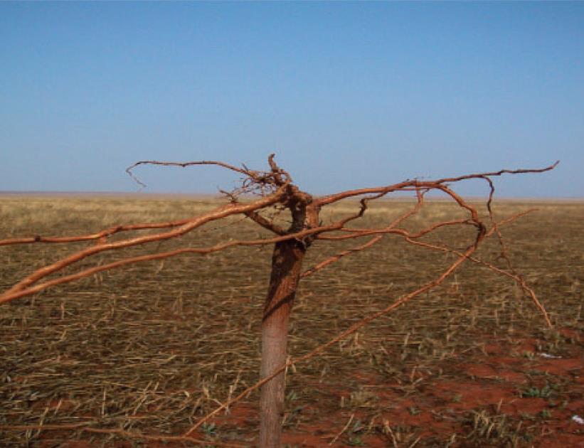 Raízes de algodeiro possivelmente afetadas pela acidez do