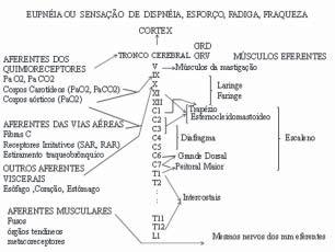 Manejo da dispneia e fadiga no paciente com doença pulmonar avançada AUTORA: Lilia azzi Collet da Rocha Camargo 1 SERVIÇO: Hospital do Servidor Públido Estadual 1 Médica assistente do serviço de