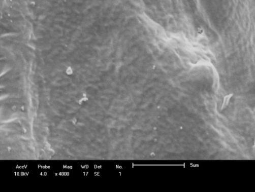 CONCLUSÃO b A associação do processo de C/F/FAD com a nanofiltração através das membranas NF-90 e NF-270 apresentou valores de remoção de células de M.