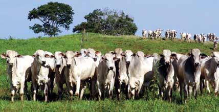 3.3. Implantação e melhoramento de sistemas de integração lavourapecuária, lavoura-floresta, pecuáriafloresta ou lavoura-pecuária-floresta e de sistemas agroflorestais (ABC Integração) A Integração