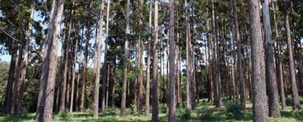 Luciane Jaques Plantio de eucalipto para produção de sementes na Embrapa Florestas em Colombo, Paraná. 3.4.