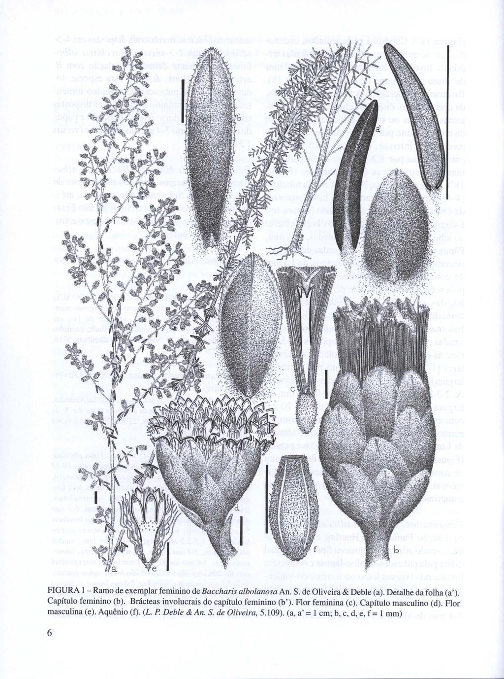 FIGURA I - Ramo de exemplar feminino de Baccharis albolanosa An. S. de Oliveira & Deble (a). Detalhe da folha (a'). Capítulo feminino (b).