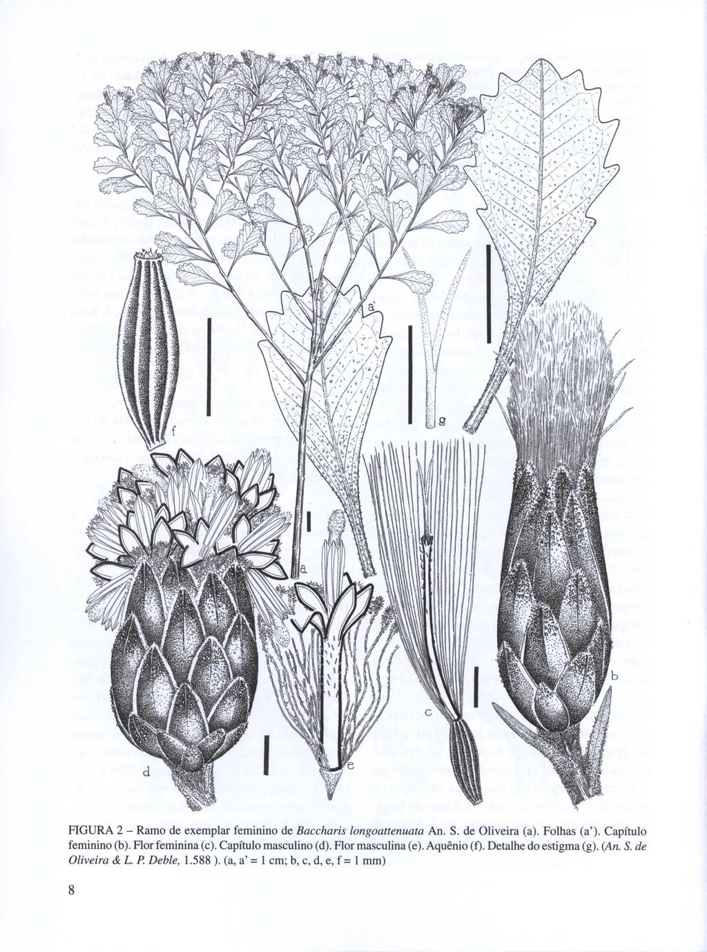 FIGURA 2 - Ramo de exemplar feminino de Baccharis longoattenuata An. S. de Oliveira (a). Folhas (a'). Capítulo feminino (b). Flor feminina (c).