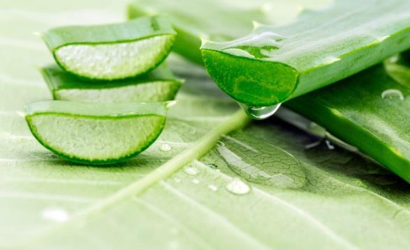 ALOE VERA Presente em toda a linha. Considerada uma das plantas mais nutritivas do mundo: contém 75 nutrientes, sendo 20 minerais e 12 vitaminas.