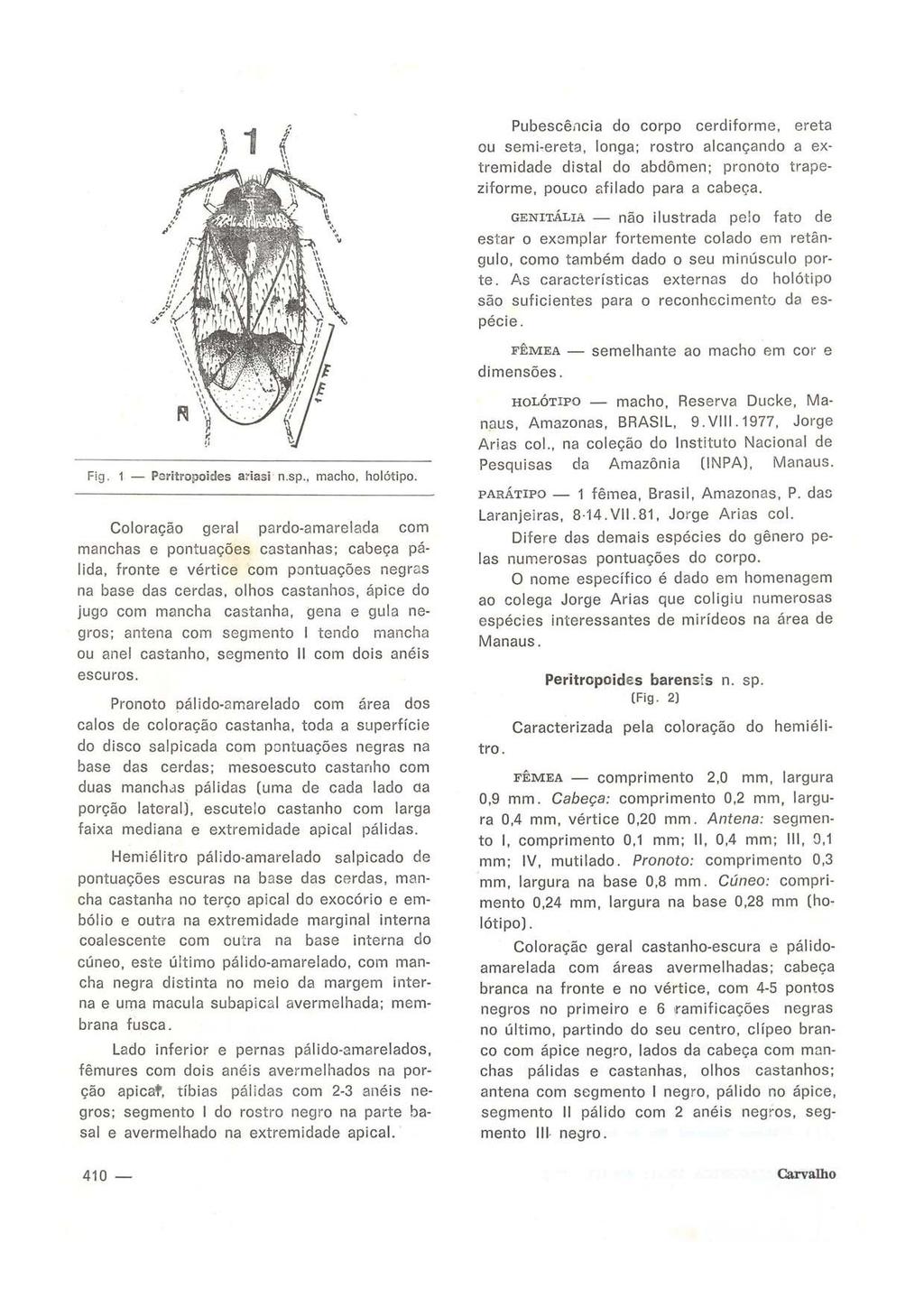 Fig. 1 Poritropoides ariasi n.sp.. macho, holótipo.