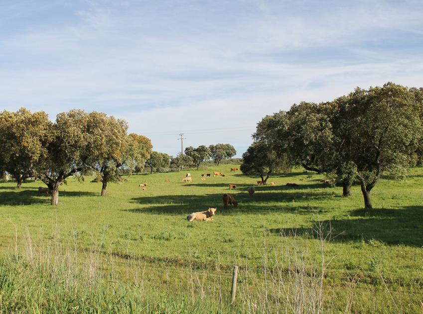 Elegibilidade das Parcelas destes Quercus (todas com mínimo de 60 árvores/ha), por um período igual ou superior a cinco anos e que não estejam incluídas no sistema de rotação da exploração.