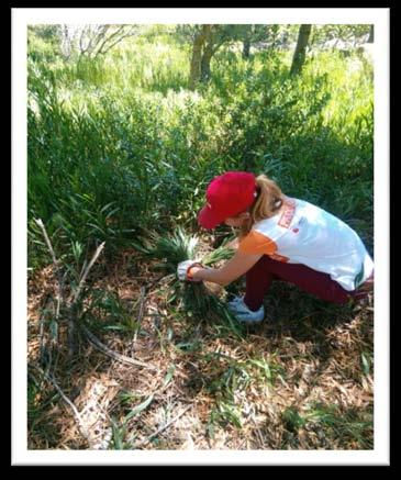 OBJETIVO Gestão florestal, no apoio à regeneração da vegetação natural e na redução do risco de incêndio,