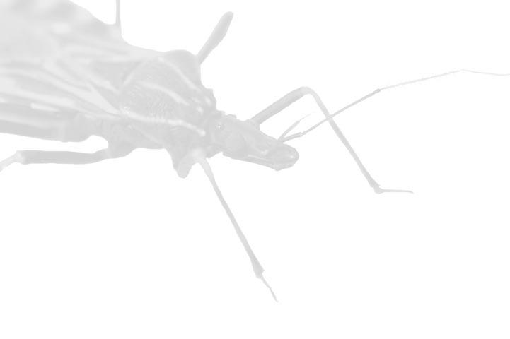 Vetores da Doença de Chagas no Brasil 21 6. Biologia e Comportamento (Claudio R.