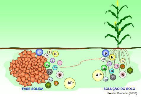 Importância da Fertilidade no Solo LINK: Como a água é absorvida pelas plantas.