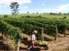 Primeiro calcula-se a quantidade de plantas por área Plantio de café Área: 60m x 300m Quantas plantas de