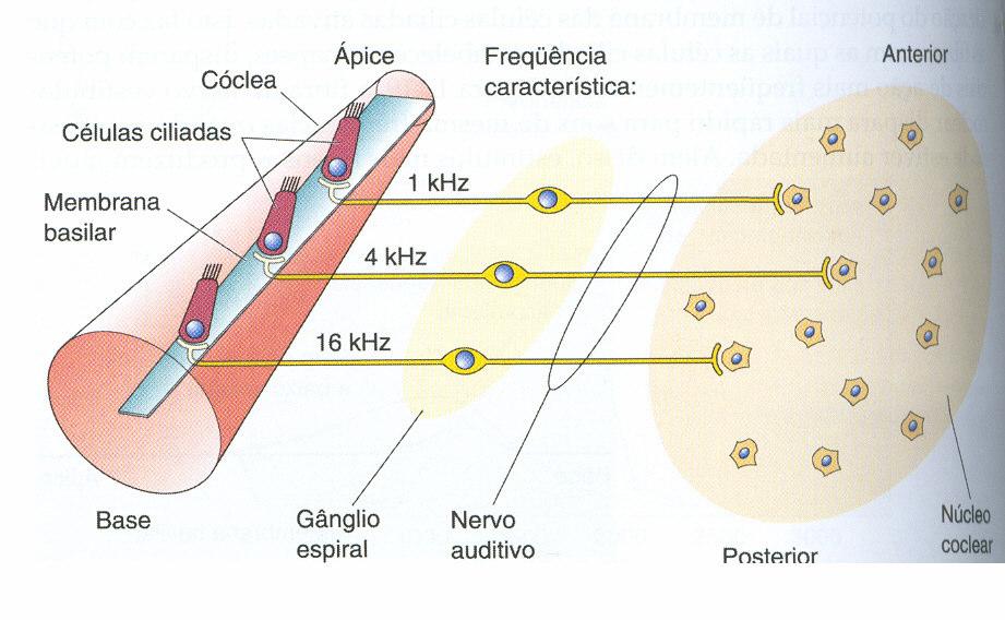 22 Após as ondas vibroacústicas provocarem a movimentação timpânica e ossicular, promovem a também movimentação de uma segunda membrana, que cobre a janela oval (Figura 3).
