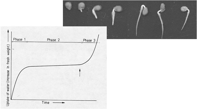 O PROCESSO DE GERMINAÇÃO C) FASE III: CRESCIMENTO - Divisão e expansão celular - Protrusão da raiz primária (ruptura do tegumento) - Novo impulso à embebição e atividade respiratória: sementes