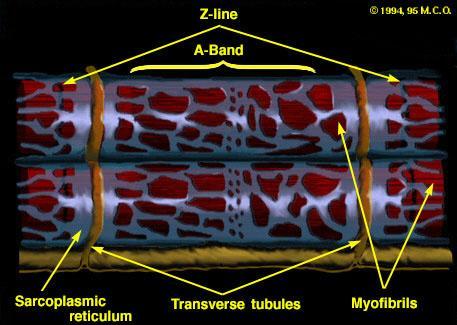 RETÍCULO SARCOPLASMÁTICO Retículo Endoplasmático Agranular Sarcoplasma Miofibrilas Sarcolema TRIAD Tubulo (T)