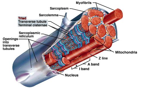 sarcoplasmático Túbulo (T) transverso Miofibrilas O retículo sarcoplasmático é o retículo endoplasmático das