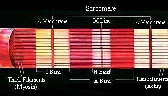 SARCÔMERO Constitui a unidade contrátil básica do músculo
