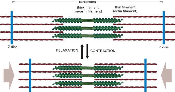 ELEMENTOS CONTRÁTEIS Filamentos grossos (miosina) Filamentos finos (actina) Relaxado Contraido As miofibrilas
