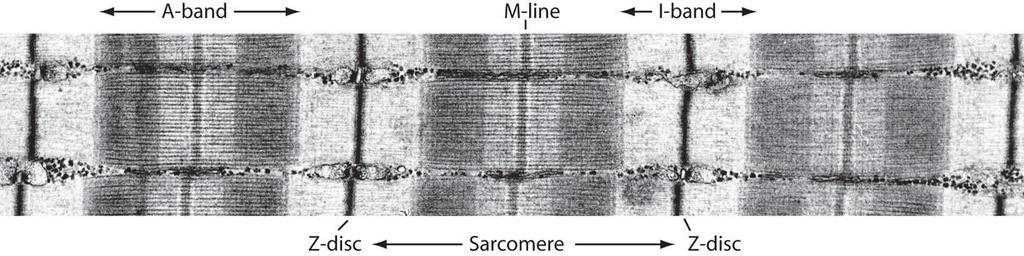 Componentes de Sarcômero H-band Banda A (anisotropica): filamentos grossos de miosina Banda I (isotropica): filamentos finos de actina Banda H (Heller, brighter): Cauda da miosina dos filamentos