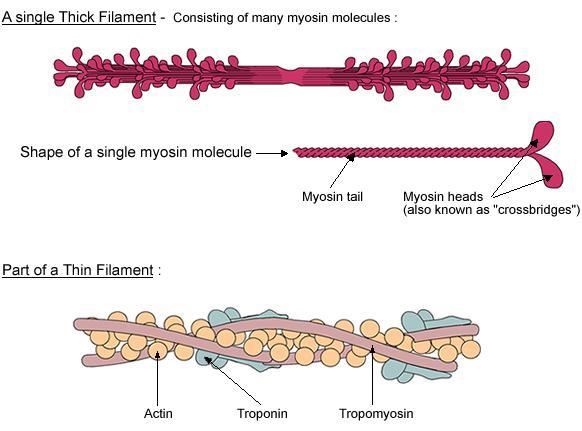 COMPONENTES DOS FILAMENTOS GROSSOS E FINOS Filamento grosso de miosina Molécula de miosina Os filamentos grossos de miosina são bipolares Cauda da miosina