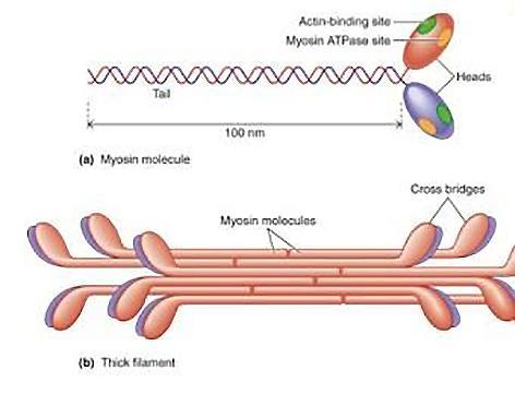 FILAMENTOS GROSSOS A Miosina II é o principal componente dos filamentos grossos