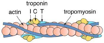 FILAMENTO FINO A troponina fica presa à molécula de tropomiosina e possui três subunidades (I, T,